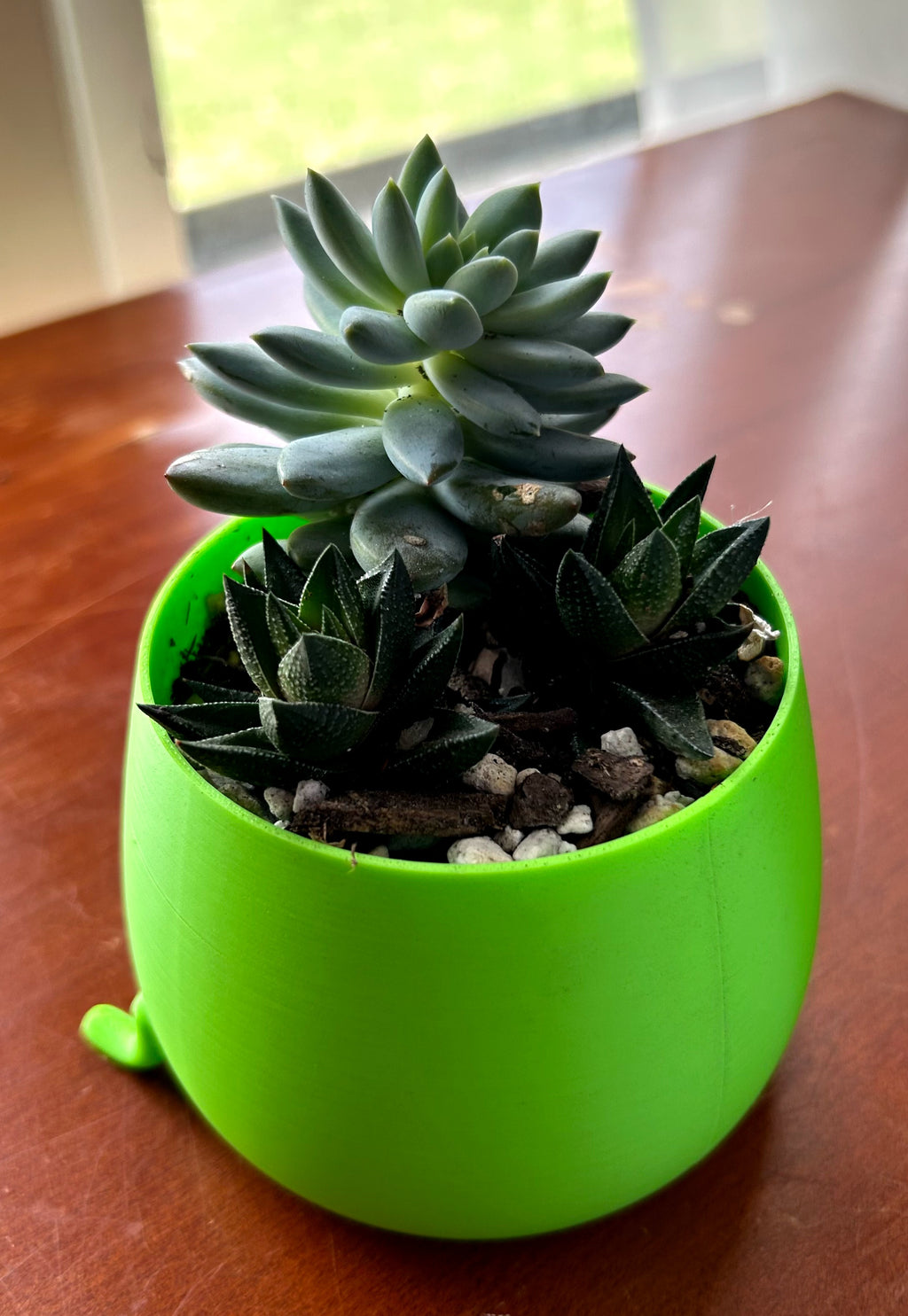 Green Happy Face Plant Pot with Succulents