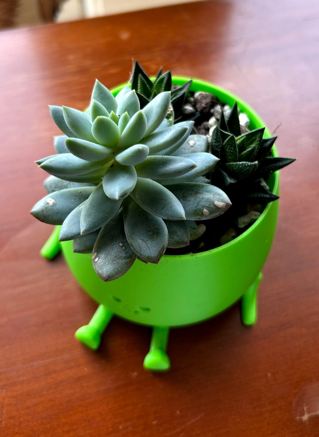 Green Happy Face Plant Pot with Succulents