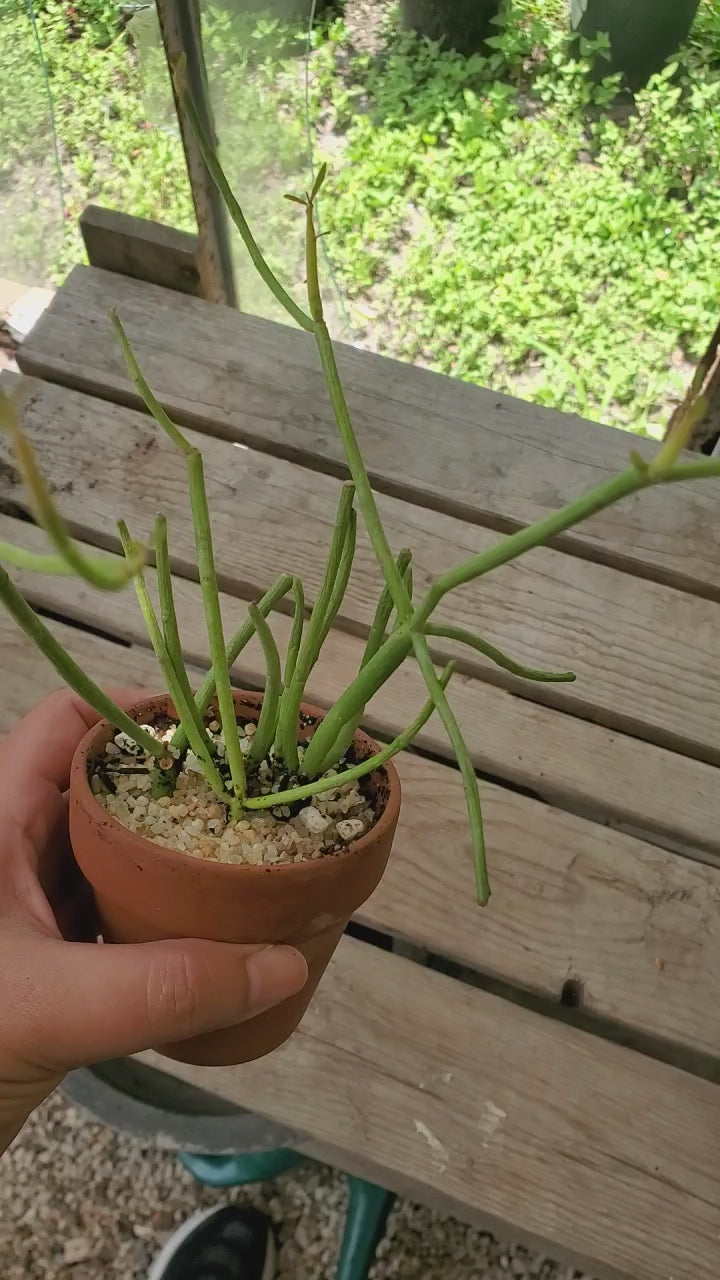 3" Euphorbia Tirucalli Fire Sticks in Terra Cotta