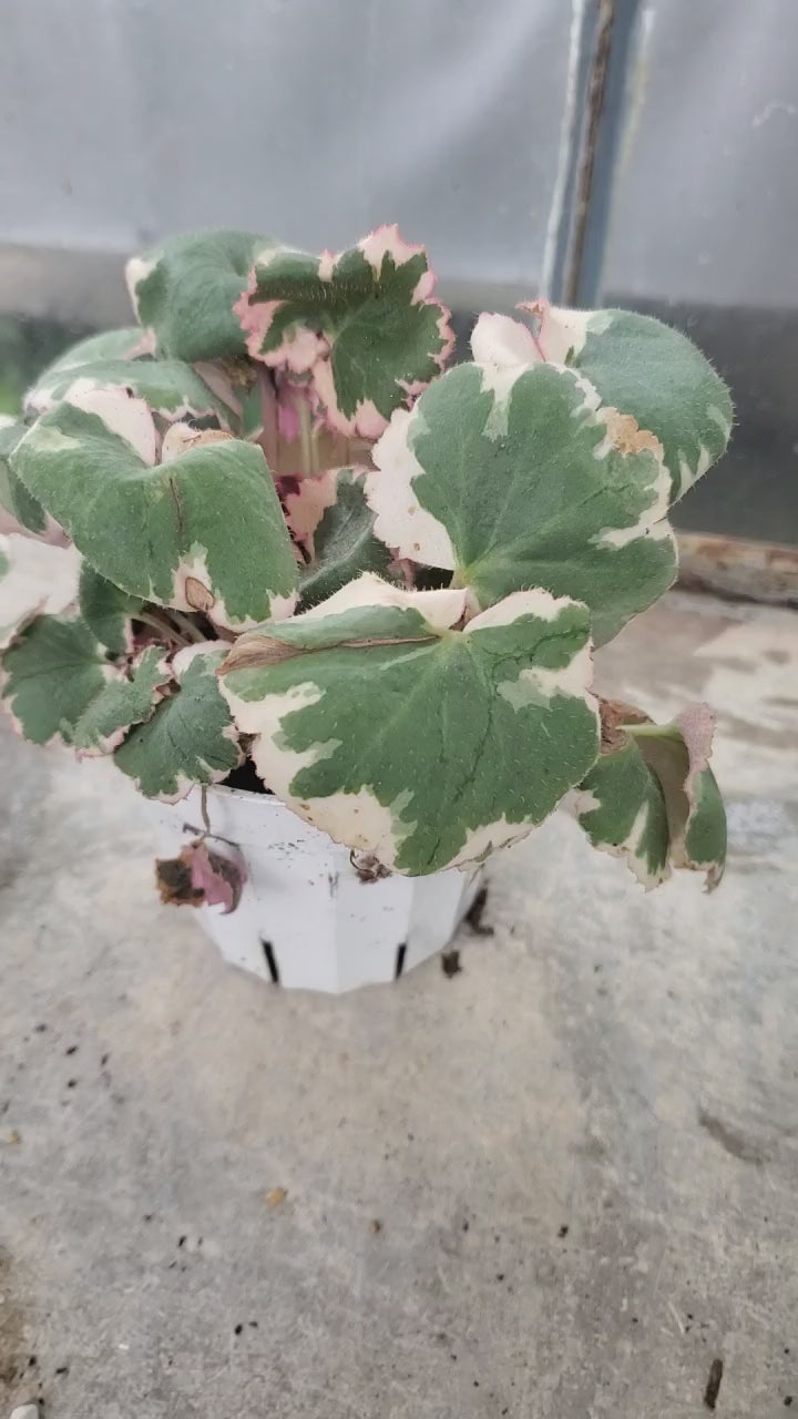 Saxifraga Tricolor in 4" Pot