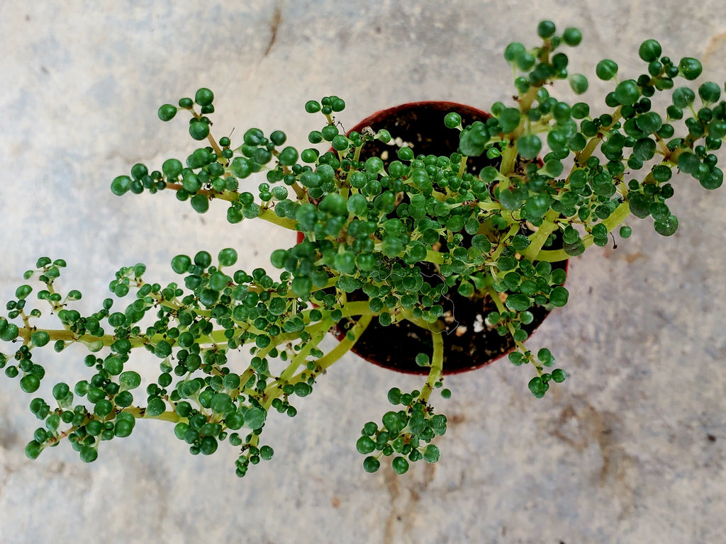 Pilea 'Globosa’ in 2" Pot