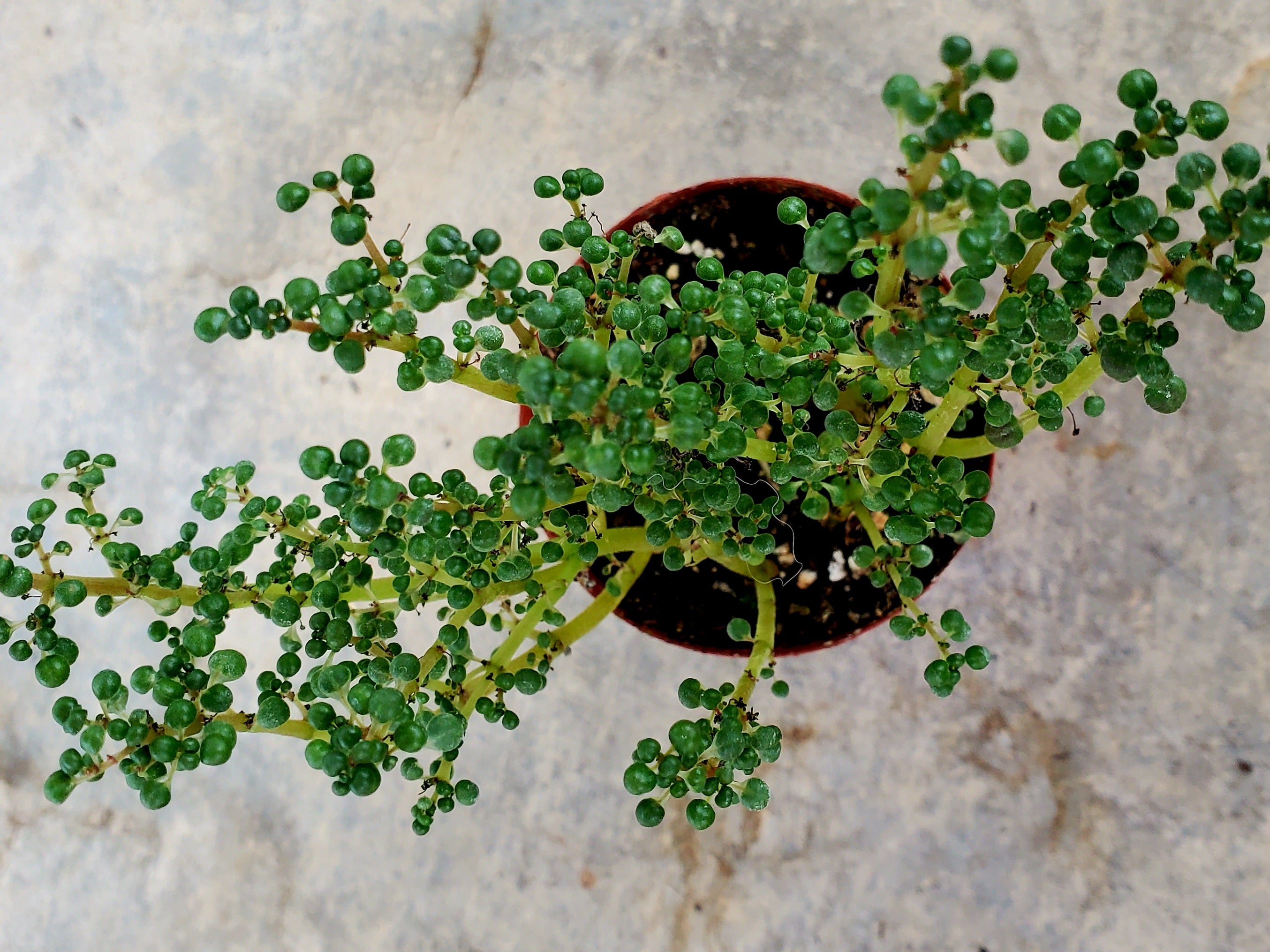 Pilea 'Globosa’ in 2" Pot