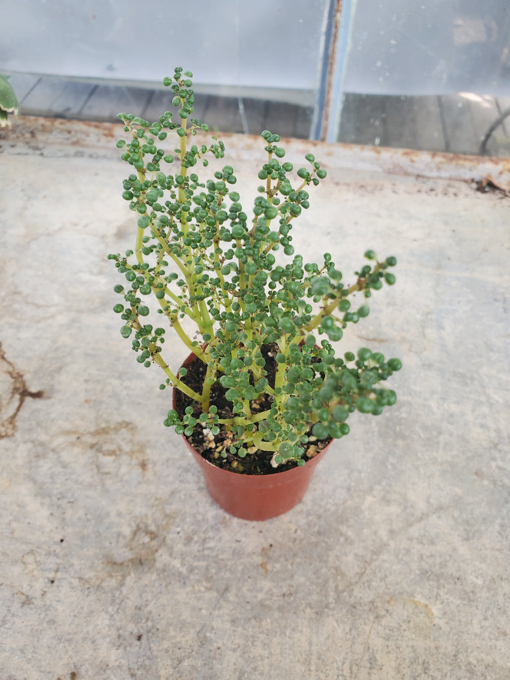 Pilea 'Globosa’ in 2" Pot