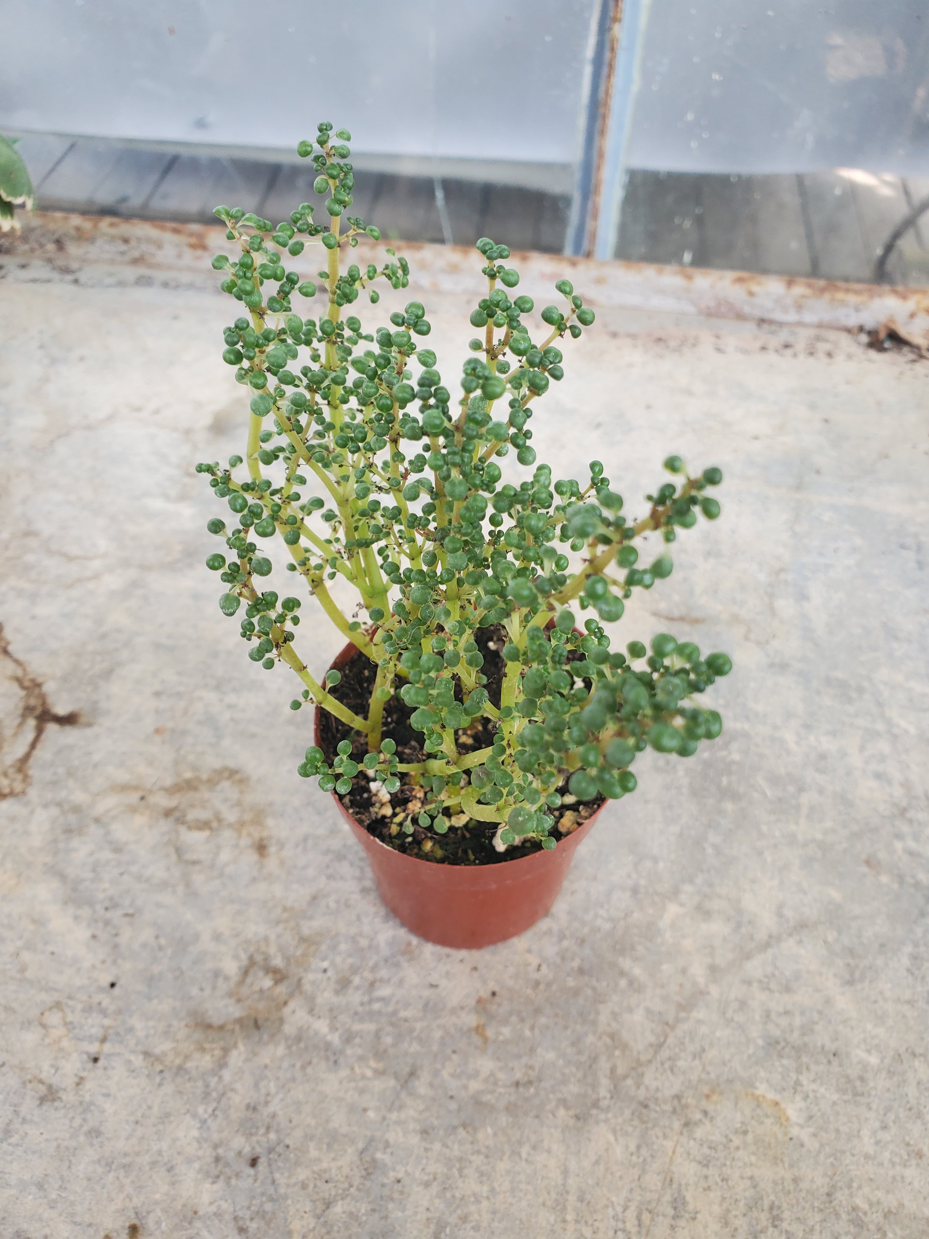 Pilea 'Globosa’ in 2" Pot