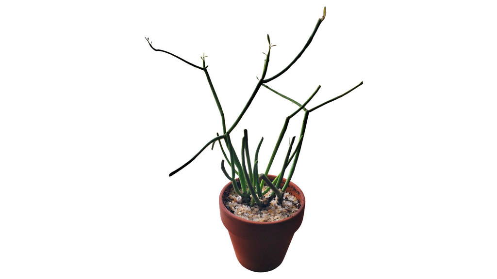 3" Euphorbia Tirucalli Fire Sticks in Terra Cotta