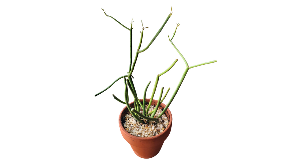 3" Euphorbia Tirucalli Fire Sticks in Terra Cotta