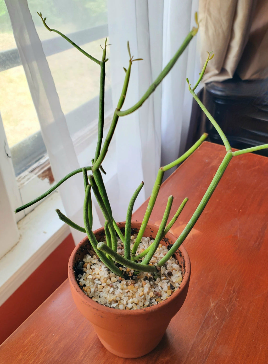 3" Euphorbia Tirucalli Fire Sticks in Terra Cotta
