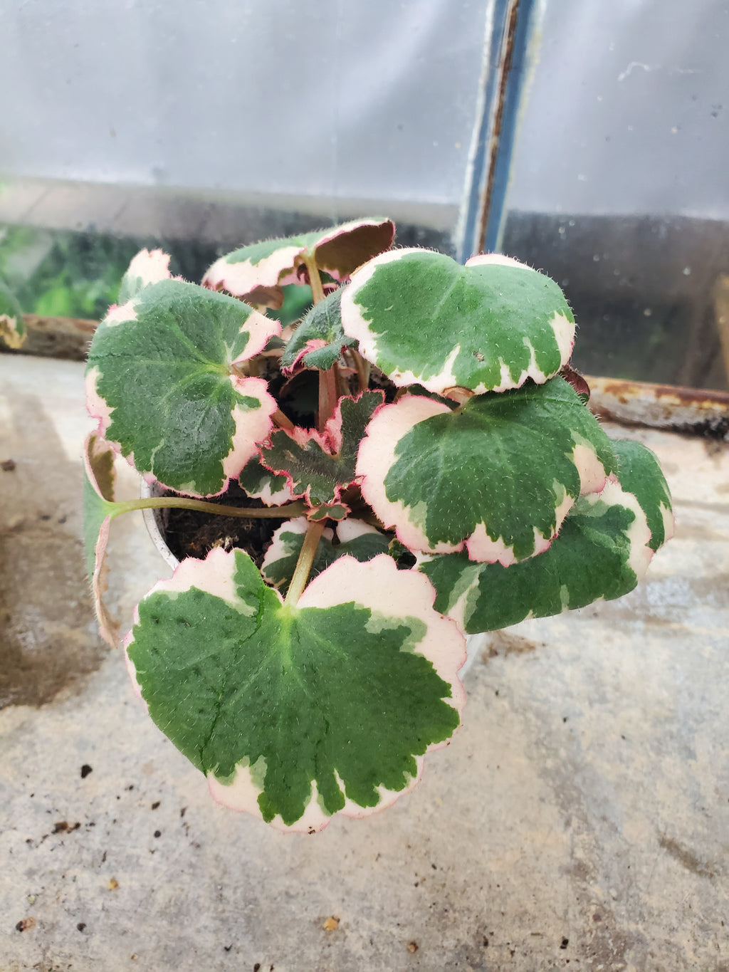 Saxifraga Tricolor in 4" Pot