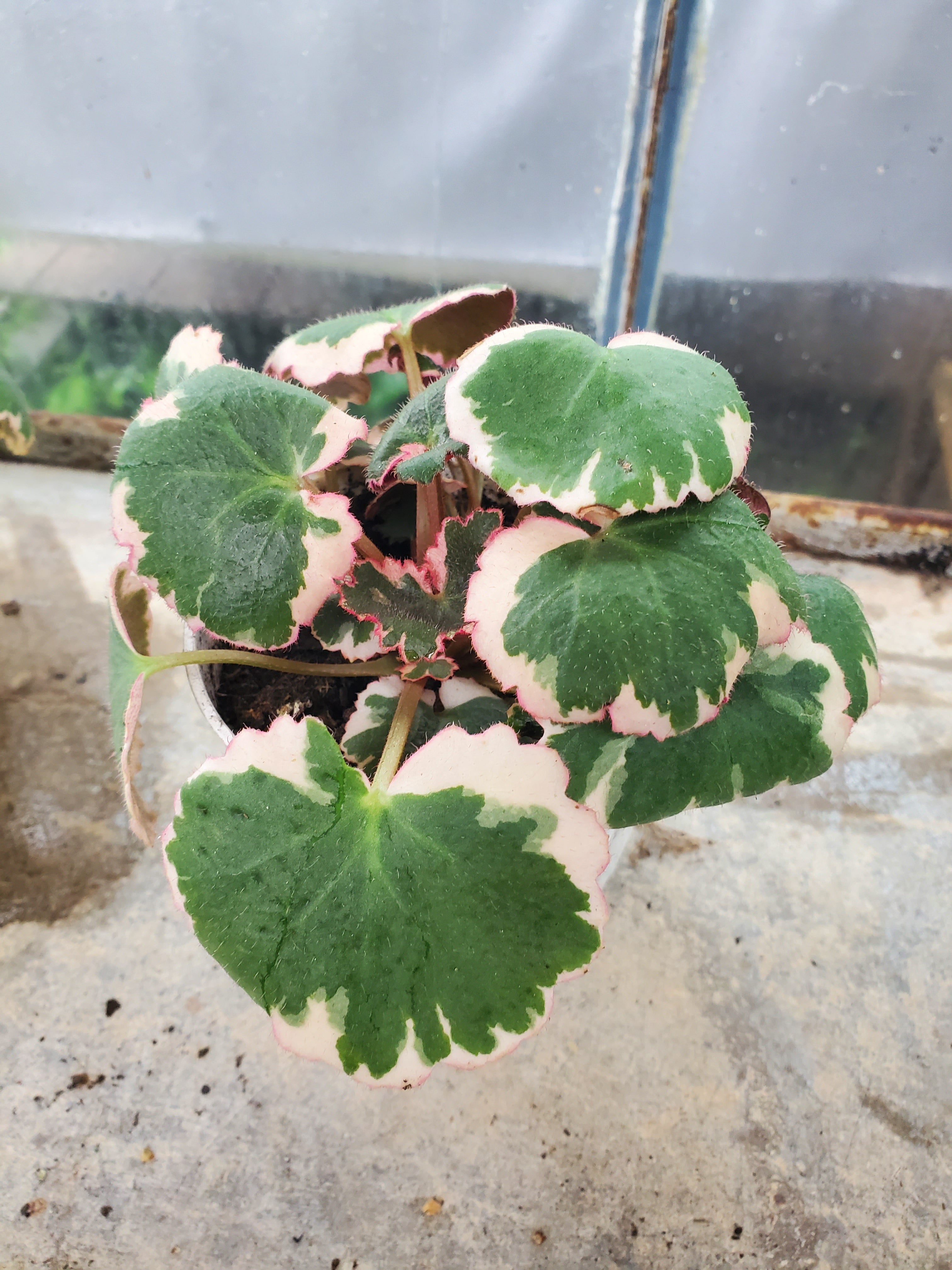 Saxifraga Tricolor in 4" Pot